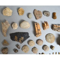 Lot de 71 de fosile din Devonian, Trisaic, Jurasic, Cretacic, Eocen, Oligocen, Miocen, Pliocen, Pleistocen, Holocen