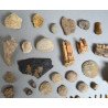 Lot de 71 de fosile din Devonian, Trisaic, Jurasic, Cretacic, Eocen, Oligocen, Miocen, Pliocen, Pleistocen, Holocen