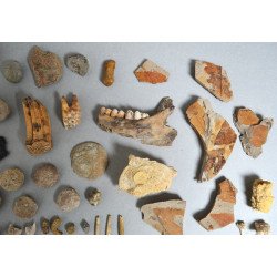 Lot de 71 de fosile din Devonian, Trisaic, Jurasic, Cretacic, Eocen, Oligocen, Miocen, Pliocen, Pleistocen, Holocen