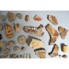 Lot de 71 de fosile din Devonian, Trisaic, Jurasic, Cretacic, Eocen, Oligocen, Miocen, Pliocen, Pleistocen, Holocen