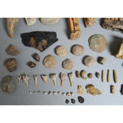 Lot de 71 de fosile din Devonian, Trisaic, Jurasic, Cretacic, Eocen, Oligocen, Miocen, Pliocen, Pleistocen, Holocen