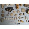 Lot de 71 de fosile din Devonian, Trisaic, Jurasic, Cretacic, Eocen, Oligocen, Miocen, Pliocen, Pleistocen, Holocen