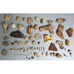 Lot de 71 de fosile din Devonian, Trisaic, Jurasic, Cretacic, Eocen, Oligocen, Miocen, Pliocen, Pleistocen, Holocen