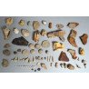 Lot de 71 de fosile din Devonian, Trisaic, Jurasic, Cretacic, Eocen, Oligocen, Miocen, Pliocen, Pleistocen, Holocen