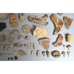 Lot de 71 de fosile din Devonian, Trisaic, Jurasic, Cretacic, Eocen, Oligocen, Miocen, Pliocen, Pleistocen, Holocen