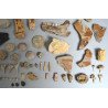 Lot de 71 de fosile din Devonian, Trisaic, Jurasic, Cretacic, Eocen, Oligocen, Miocen, Pliocen, Pleistocen, Holocen