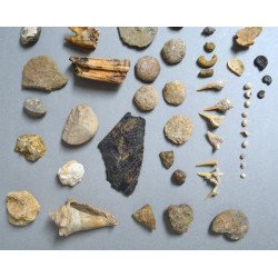 Lot de 71 de fosile din Devonian, Trisaic, Jurasic, Cretacic, Eocen, Oligocen, Miocen, Pliocen, Pleistocen, Holocen