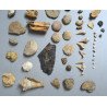 Lot de 71 de fosile din Devonian, Trisaic, Jurasic, Cretacic, Eocen, Oligocen, Miocen, Pliocen, Pleistocen, Holocen