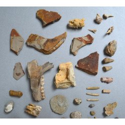 Lot de 71 de fosile din Devonian, Trisaic, Jurasic, Cretacic, Eocen, Oligocen, Miocen, Pliocen, Pleistocen, Holocen