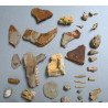 Lot de 71 de fosile din Devonian, Trisaic, Jurasic, Cretacic, Eocen, Oligocen, Miocen, Pliocen, Pleistocen, Holocen