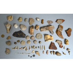 Lot de 71 de fosile din Devonian, Trisaic, Jurasic, Cretacic, Eocen, Oligocen, Miocen, Pliocen, Pleistocen, Holocen