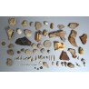 Lot de 71 de fosile din Devonian, Trisaic, Jurasic, Cretacic, Eocen, Oligocen, Miocen, Pliocen, Pleistocen, Holocen