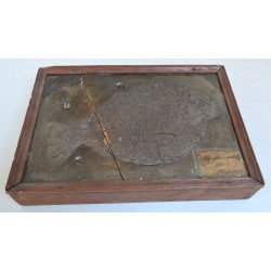 Pește fosil din Jurasicul inferior (Liasic), determinat istoric drept Dapedius pholidotus, provenind din Holzmaden (Germania)